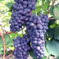 2015威县葡萄值得出手