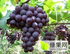 河北威县大量巨峰葡萄供应