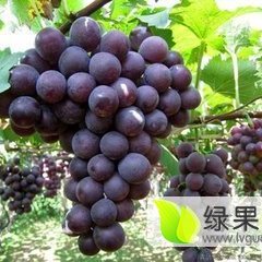 河北威县大量巨峰葡萄供应