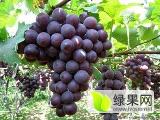2015年河北威县巨峰葡萄价格