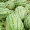 通辽库伦旗薛看升8月金城5号西瓜