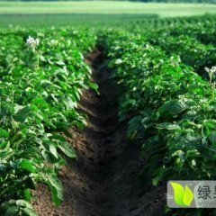 内蒙科右中旗土豆陆续全面开展