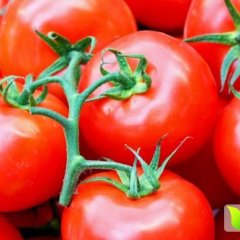 莘县西红柿早买早赚张鲁孙银刚诚信合作