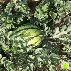 镇原西瓜著名品种西农八号出售