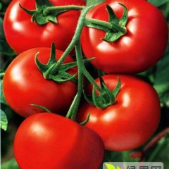 莘县河店镇以色列大红西红柿上市