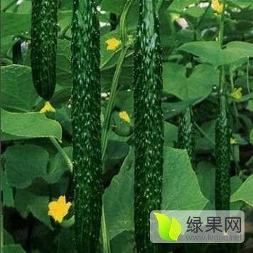 2015年山东莘县德瑞特721黄瓜价格