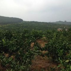 江西新干柑橘果品优良