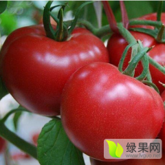 山东聊城东昌府硬粉西红柿大量供应