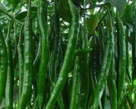 忻府辣椒著名品种解原邢政方诚信合作