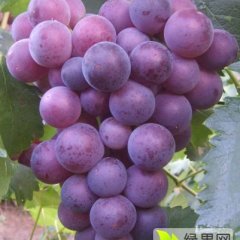 2015郯城葡萄价格波动不大