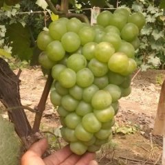 2015永年葡萄值得出手