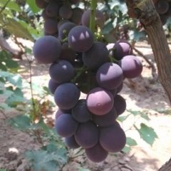 永年伊下伊光瑞8月巨峰葡萄