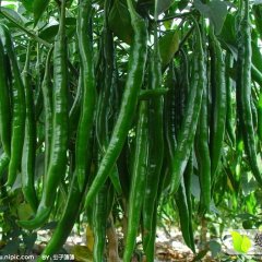 忻府辣椒假一赔十,曹张史先生诚信合作