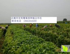 锦州葡萄苗质量上乘