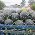 河南扶沟花皮无籽西瓜是名优特产
