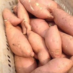 2015雄县红薯再不来就没机会了！