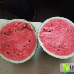 大荔西瓜上货量大,范家孙小涛诚信合作
