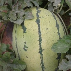 陕西榆林定边7月金华1号西瓜大量上市