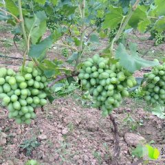 山西闻喜北垣优质维多利亚葡萄