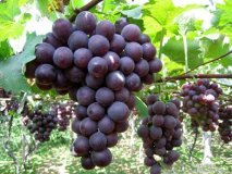 2015东昌府葡萄俏销大江南北