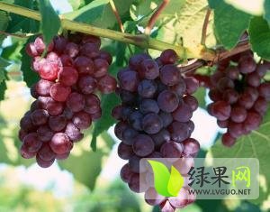2015年山东东昌府巨峰葡萄价格
