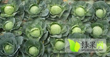 曲周侯村王海永7月中甘15甘蓝