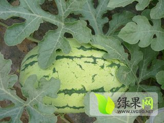 安农二号价格