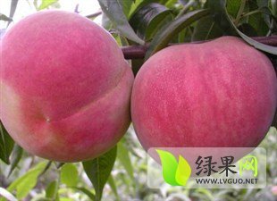 安丘辉渠岳金龙7月仓方早生蜜桃
