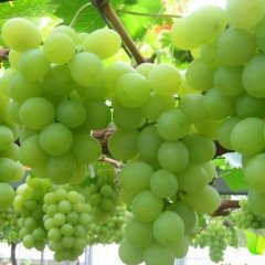 2015大荔葡萄现在订货有惊喜