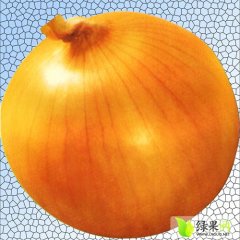 辽宁凌海黄皮洋葱欢迎合作