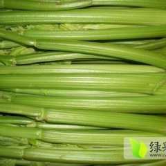 2015安定芹菜已大量上市