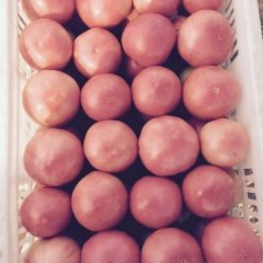 河南中牟祥瑞西红柿长势旺盛