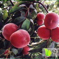 2015费县大红桃大量上市 速来采购