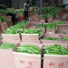 应县辣椒长势旺盛,北河薛先生诚信合作