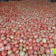 2015东昌府西红柿今年价格有看点