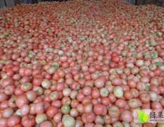 2015东昌府西红柿今年价格有看点