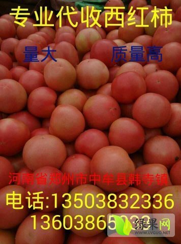 2015年河南中牟金鹏价格