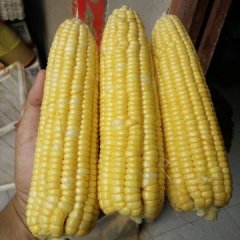 宜城玉米价格行情平稳,流水钟士波诚信合作