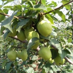 临渭梨名扬天下,交斜崔 正诚信合作