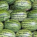 忻府曹张郭俊伟7月西农八号西瓜
