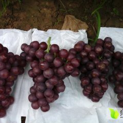 河北永年红宝石无核葡萄著名品牌