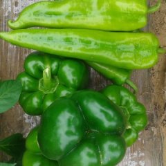 陕西榆林定边7月辣椒大量上市