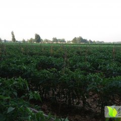 金乡辣椒上货量大,祥丰李春生诚信合作