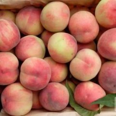 2015毛桃最新行情走势