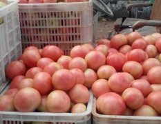 东昌府沙镇刘长江3月硬粉西红柿