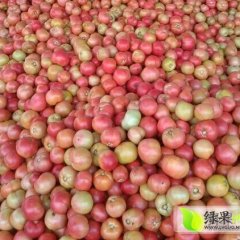 河南中牟硬粉西红柿价格适宜