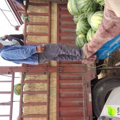 大荔西瓜绿色无公害高明赵博伟诚信合作