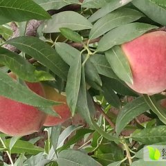 大荔桃子价格低于去年同期