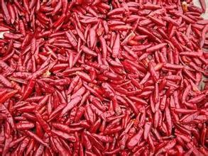 金乡天宇辣椒价格优越市场紧缺