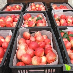 2015山东蒙阴蜜桃主产区7月5日最新价格行情